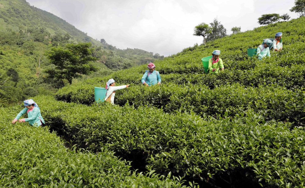 Đồi chè tốt tươi, gia đình có việc làm, tăng thu nhập của gia đình chị Phan Thị Vui, dân tộc Giáy ở thôn Đồng Căm, xã Lùng Vai, huyện Mường Khương, Lào Cai có sự đóng góp của vốn ưu đãi Đồi chè tốt tươi, gia đình có việc làm, tăng thu nhập của gia đình chị Phan Thị Vui, dân tộc Giáy ở thôn Đồng Căm, xã Lùng Vai, huyện Mường Khương, Lào Cai có sự đóng góp của vốn ưu đãi