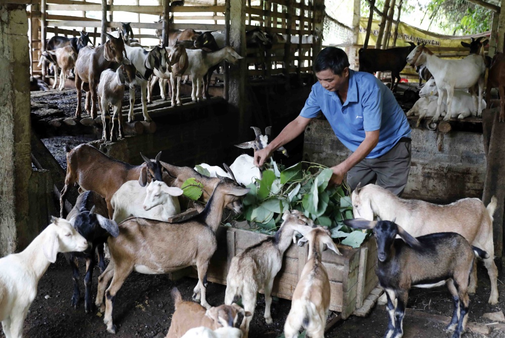 Gia đình anh Hà Việt Hưng ở xã Đồng Thịnh, Định Hóa, Thái Nguyên vay 100 triệu chương trình hộ nghèo đầu tư nuôi dê cho hiệu quả kinh tế cao Gia đình anh Hà Việt Hưng ở xã Đồng Thịnh, Định Hóa, Thái Nguyên vay 100 triệu chương trình hộ nghèo đầu tư nuôi dê cho hiệu quả kinh tế cao