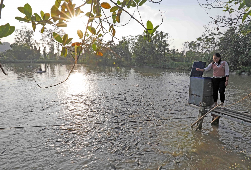 Vốn vay ưu đãi đã giúp gia đình ông Trần Văn Phi ở xã Gia Thắng, huyện Gia Viễn, Ninh Bình cải tạo ao nuôi cá mỗi năm thu hàng trăm triệu đồng Vốn vay ưu đãi đã giúp gia đình ông Trần Văn Phi ở xã Gia Thắng, huyện Gia Viễn, Ninh Bình cải tạo ao nuôi cá mỗi năm thu hàng trăm triệu đồng