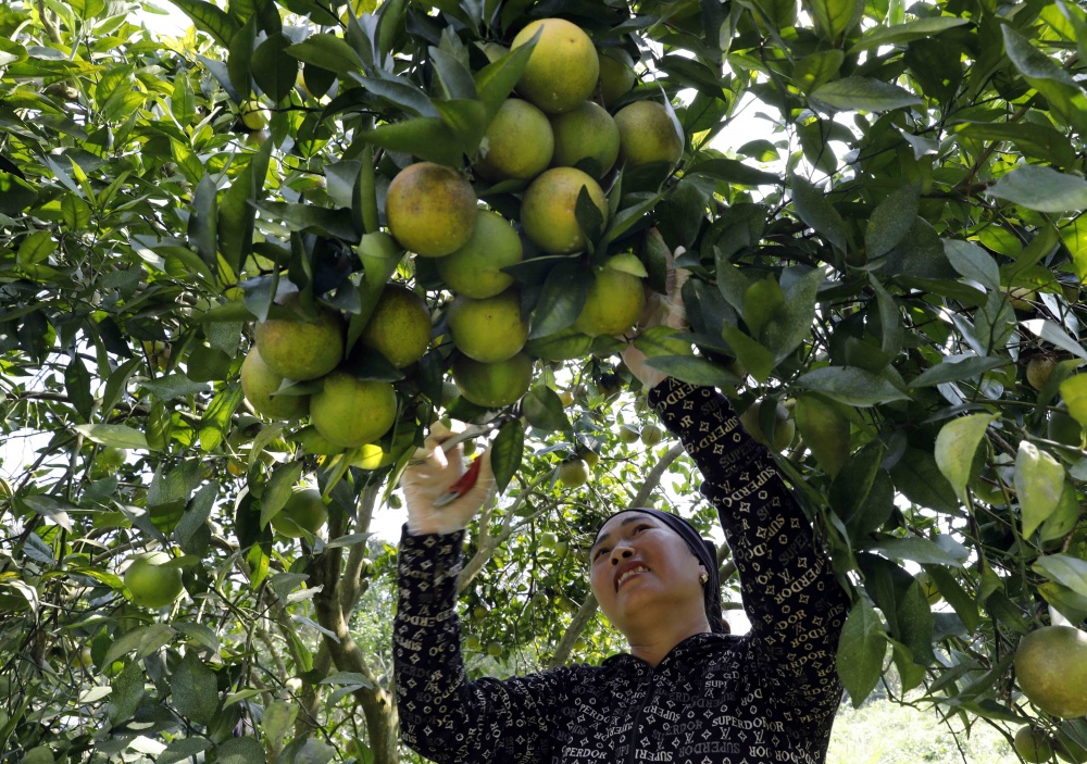 Nhờ vốn vay ưu đãi, gia đình chị Đàm Thúy Hiền, dân tộc Nùng ở xã Nà Hiệu, huyện Ba Bể, Bắc Kạn có điều kiện cải tạo hơn 3ha vườn đồi trồng cây ăn quả cho hiệu quả tốt Nhờ vốn vay ưu đãi, gia đình chị Đàm Thúy Hiền, dân tộc Nùng ở xã Nà Hiệu, huyện Ba Bể, Bắc Kạn có điều kiện cải tạo hơn 3ha vườn đồi trồng cây ăn quả cho hiệu quả tốt