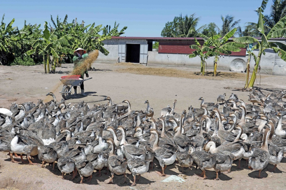 Gia đình chị Đoàn Thị Cúc ở xã Nghĩa Hùng, Huyện Nghĩa Hưng, Nam Định vay vốn giải quyết việc làm đầu tư nuôi lợn thịt, ngỗng cho hiệu quả kinh tế cao Gia đình chị Đoàn Thị Cúc ở xã Nghĩa Hùng, Huyện Nghĩa Hưng, Nam Định vay vốn giải quyết việc làm đầu tư nuôi lợn thịt, ngỗng cho hiệu quả kinh tế cao