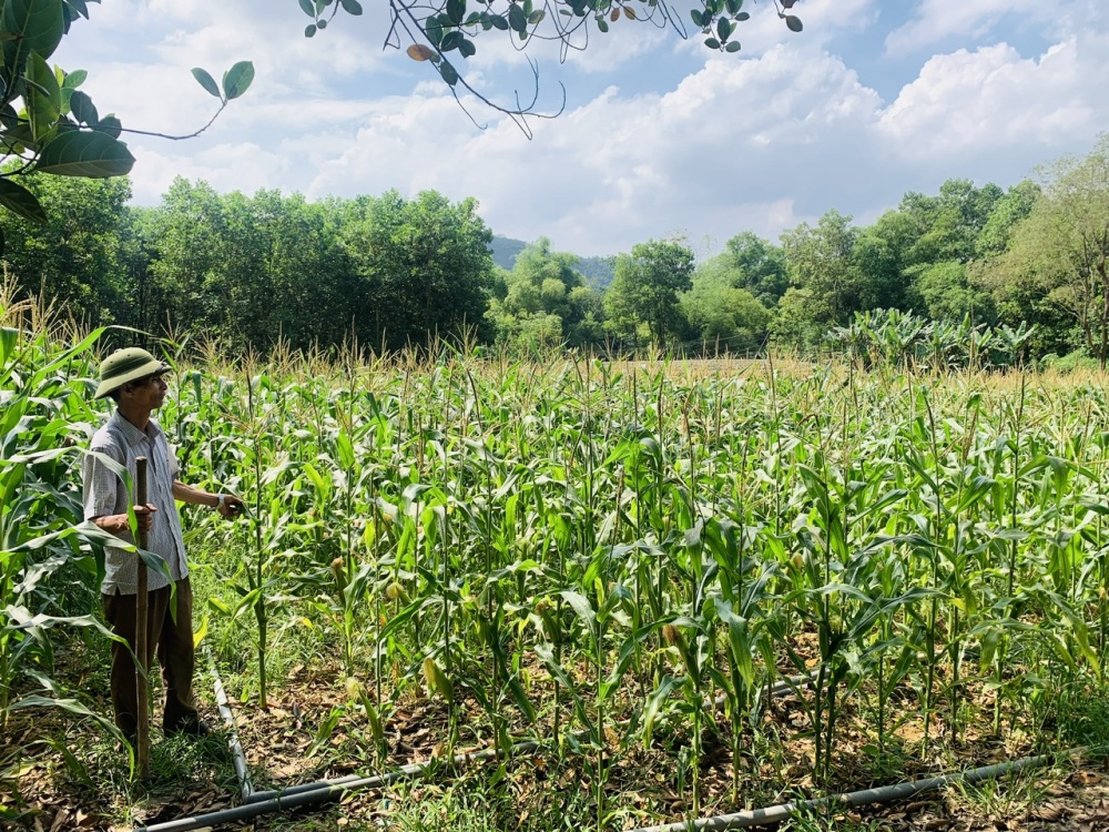 Anh Long đang chăm sóc vườn ngô và trồng cỏ tại chỗ làm thức ăn cho huơu Anh Long đang chăm sóc vườn ngô và trồng cỏ tại chỗ làm thức ăn cho huơu