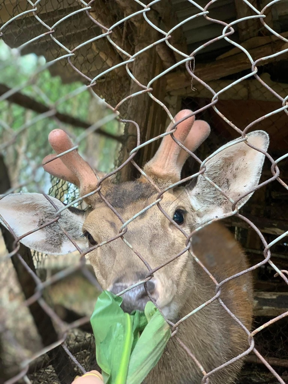 Sừng hươu (nhung hươu) chuẩn bị cho thu hoạch Sừng hươu (nhung hươu) chuẩn bị cho thu hoạch