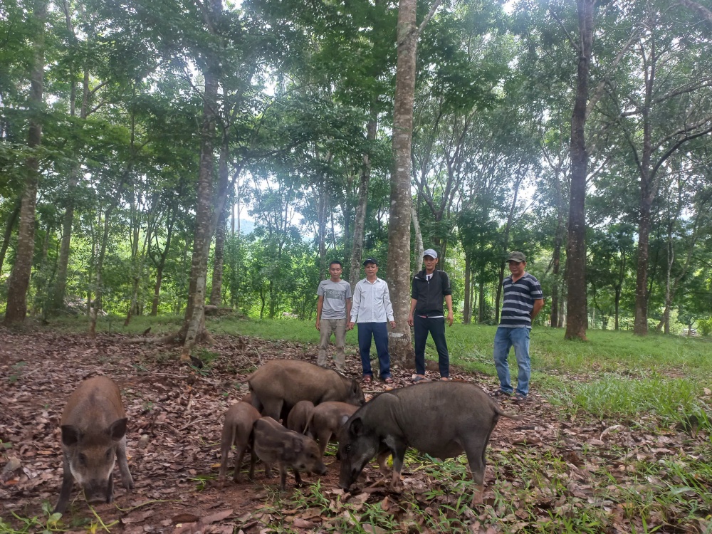 Con trai ông Tin (thứ 2, từ trái sang) và đàn heo nuôi kết hợp dưới tán rừng Con trai ông Tin (thứ 2, từ trái sang) và đàn heo nuôi kết hợp dưới tán rừng