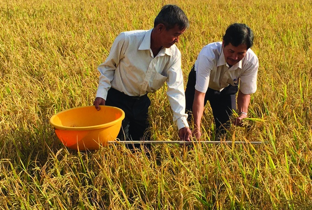 Những cánh đồng lúa canh tác hữu cơ, giữ lại môi trường sinh thái tự nhiên ngày càng được nhiều địa phương phát triển, nhân rộng