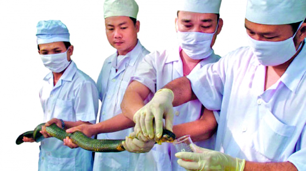 Quy trình lấy nọc rắn trong phòng thí nghiệm