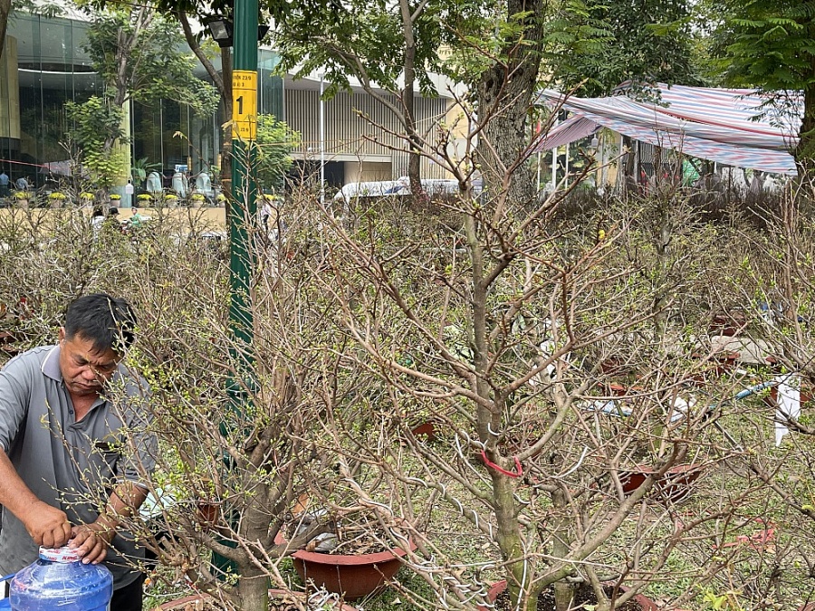 TP. Hồ Chí Minh: Chợ hoa Tết nhộn nhịp đón khách mua sắm