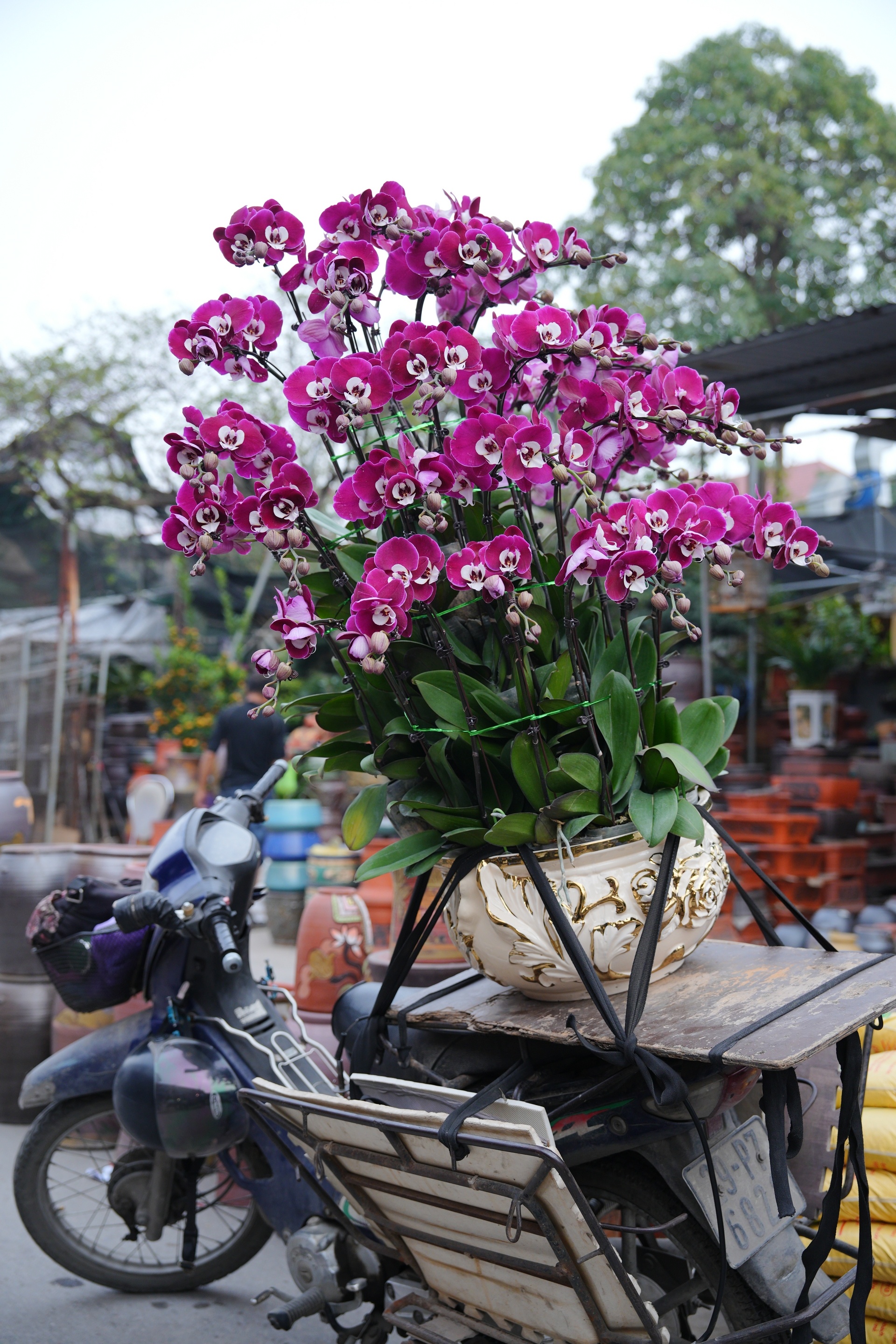 Chợ hoa xuân nhộn nhịp những ngày cận Tết Chợ hoa xuân nhộn nhịp những ngày cận Tết