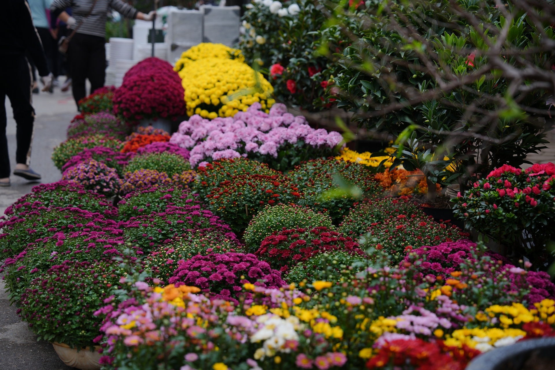 Chợ hoa xuân nhộn nhịp những ngày cận Tết Chợ hoa xuân nhộn nhịp những ngày cận Tết