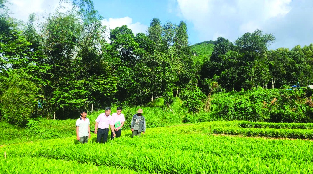 Nguồn vốn tín dụng chính sách đã và đang góp phần đổi thay vùng đất Ba Tơ