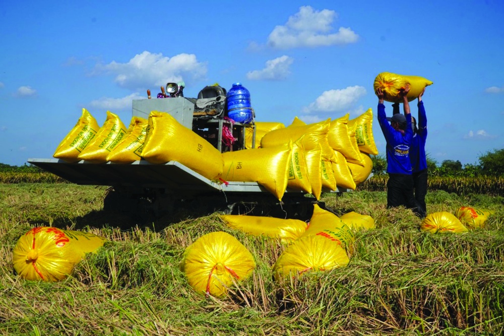 Thu hoạch lúa tại mô hình thuộc Đề án 1 triệu hecta lúa chất lượng cao phát thải thấp tại Đồng Tháp