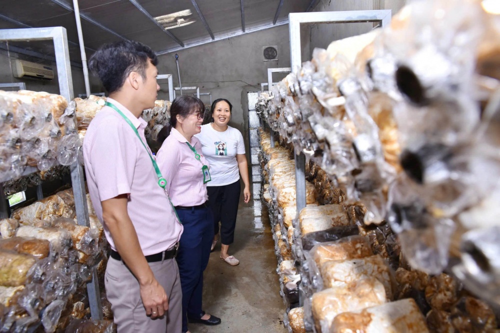 Mô hình vay vốn từ Ngân hàng Chính sách xã hội đầu tư trồng nấm ở huyện Đại Lộc. Mô hình vay vốn từ Ngân hàng Chính sách xã hội đầu tư trồng nấm ở huyện Đại Lộc.