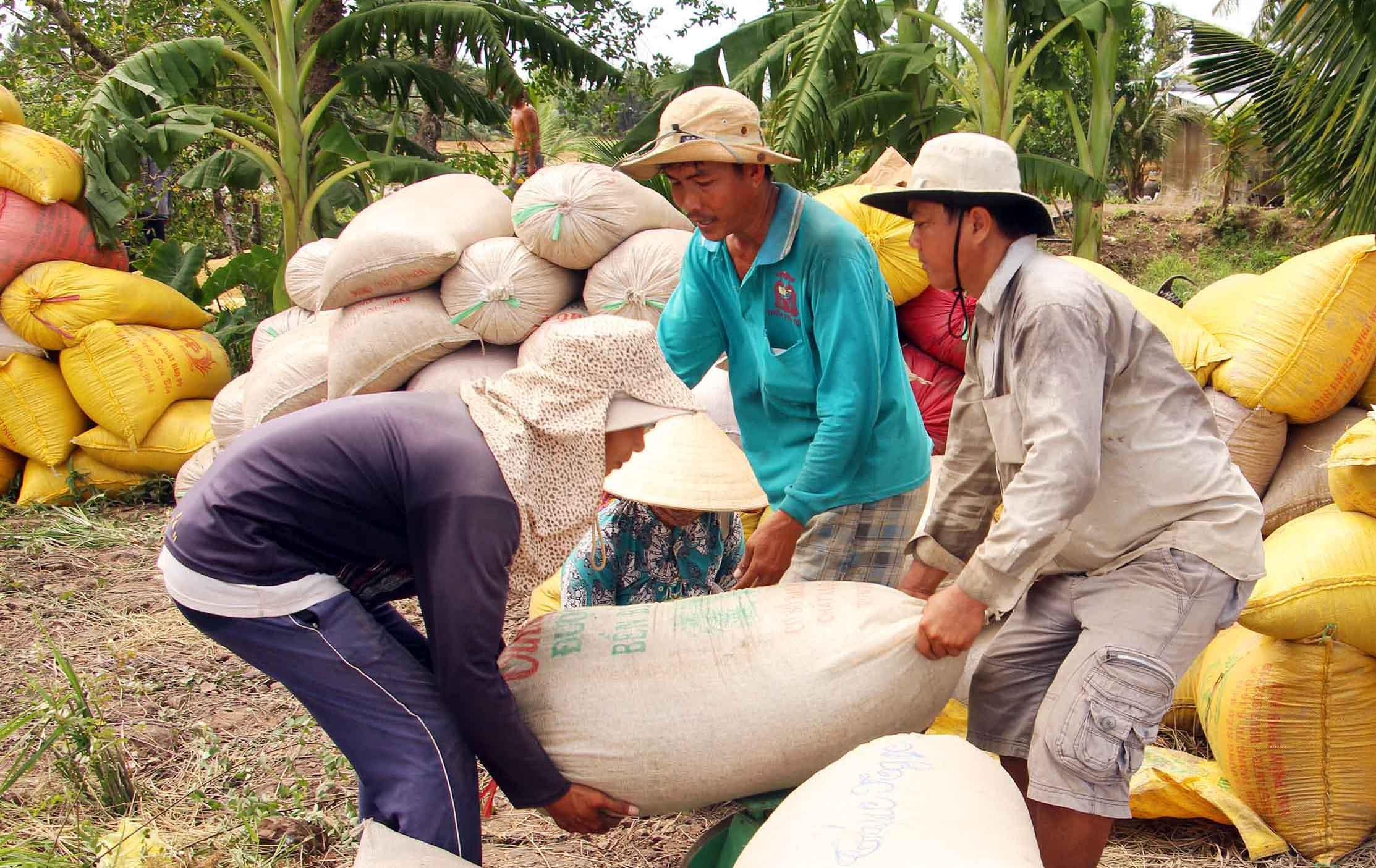 Hàng trăm nghìn tỷ đồng vốn ngân hàng giữ giá lúa gạo