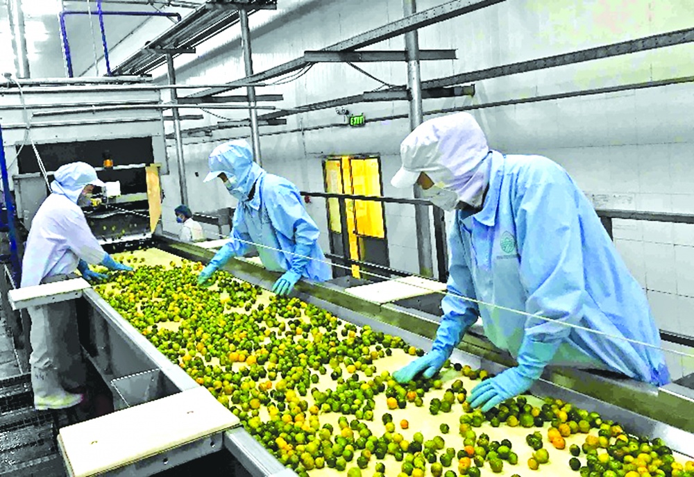 Nếu Nghị định về thử nghiệm kinh tế tuần hoàn được thông qua thì lần đầu tiên các doanh nghiệp trong lĩnh vực nông, lâm, thủy sản sẽ nhận được ưu đãi đầu tư trong các KCN-KKT nếu đáp ứng được các yêu cầu