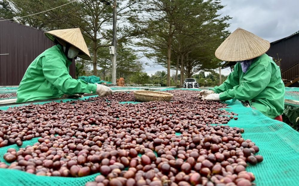 Sản lượng cà phê năm 2025 của nước ta được dự báo tăng lên 24,4 triệu bao nhờ nguồn cung cải thiện Sản lượng cà phê năm 2025 của nước ta được dự báo tăng lên 24,4 triệu bao nhờ nguồn cung cải thiện