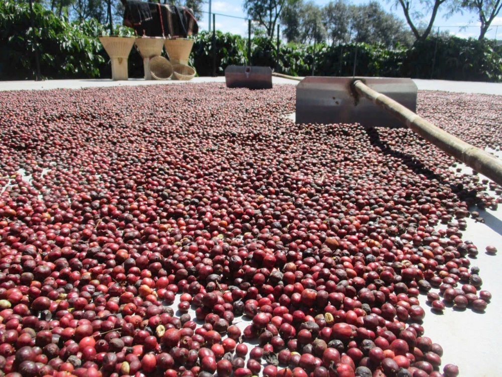 Giá cà phê đang đứng ở mức cao Giá cà phê đang đứng ở mức cao