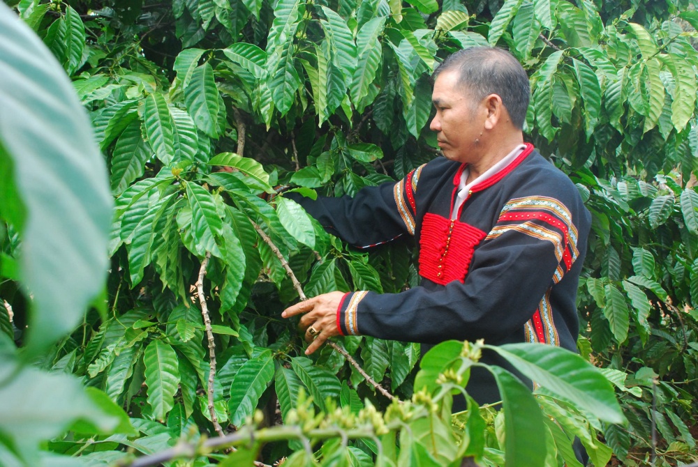 Cà phê có thể sớm trở thành ngành hàng chục tỉ US Cà phê có thể sớm trở thành ngành hàng chục tỉ US