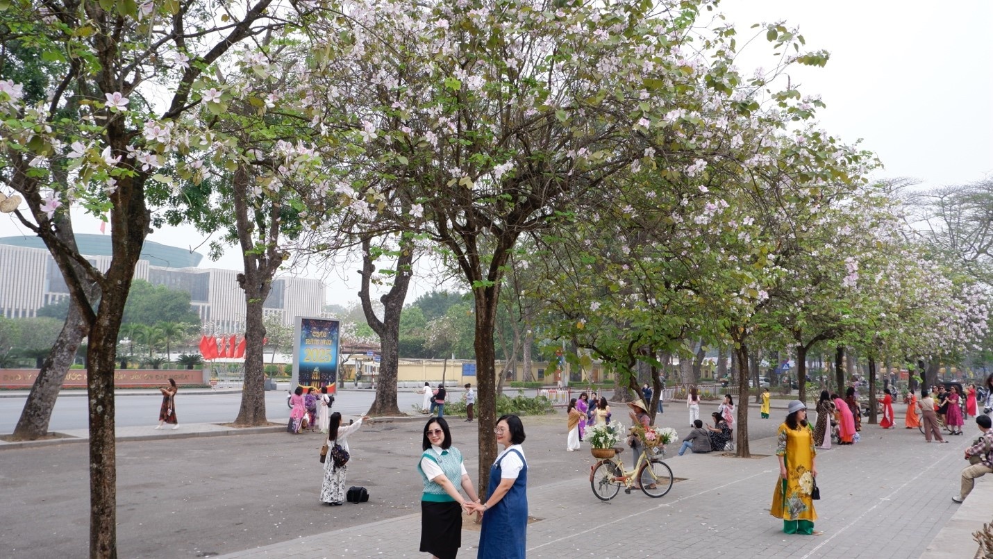 Loài hoa này nở rộ nhất là vào cuối tháng 2 và kéo dài sang tháng 3, tháng 4