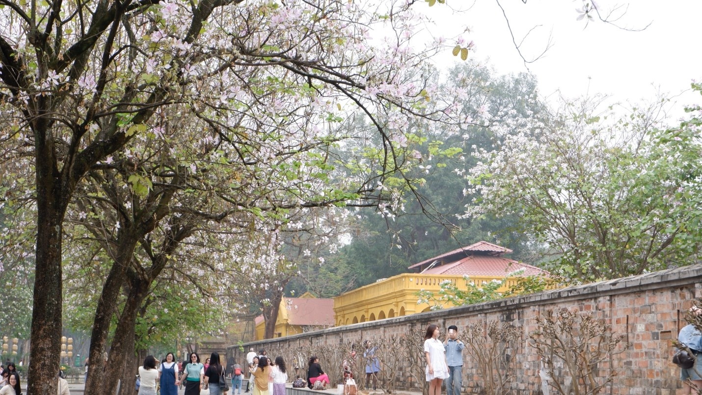 Những cánh hoa ban rơi tạo nên khung cảnh lãng mạn, níu chân du khách