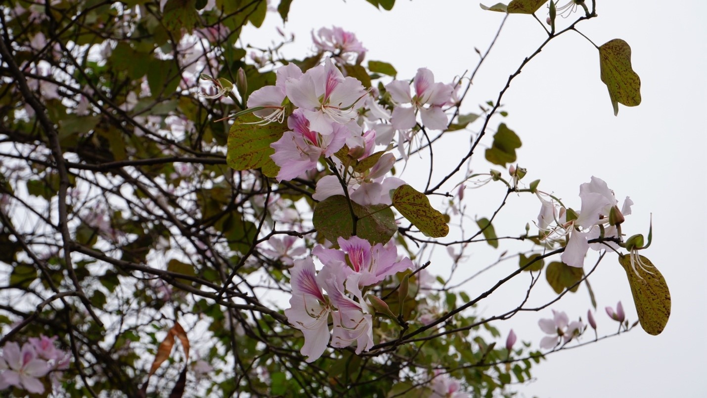 Những cánh hoa mỏng manh bung nở trong gió, tô điểm một góc trời 