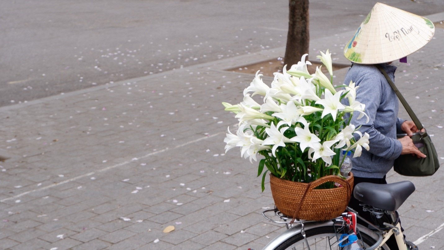 Hà Nội: Mùa hoa về dịu dàng từng góc phố