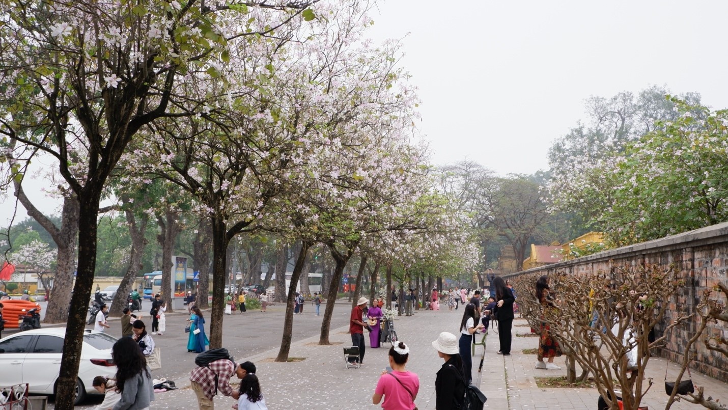 Đi ngang cung đường Bắc Sơn – Hoàng Diệu, người dân sẽ thấy dãy hoa ban nở rộ dài hơn 100m thu hút nhiều người đến check – in 