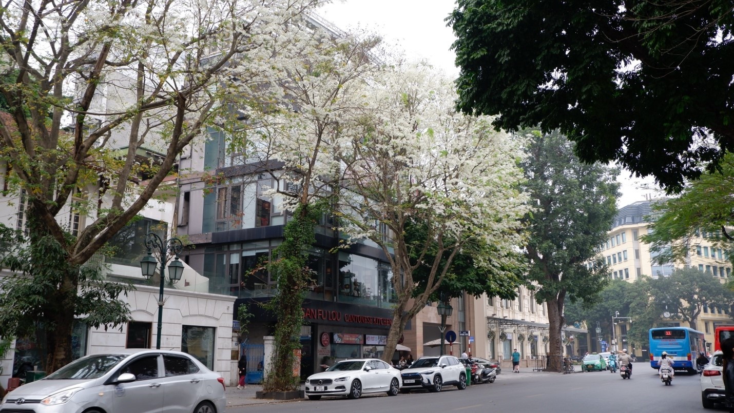 Hà Nội: Mùa hoa về dịu dàng từng góc phố