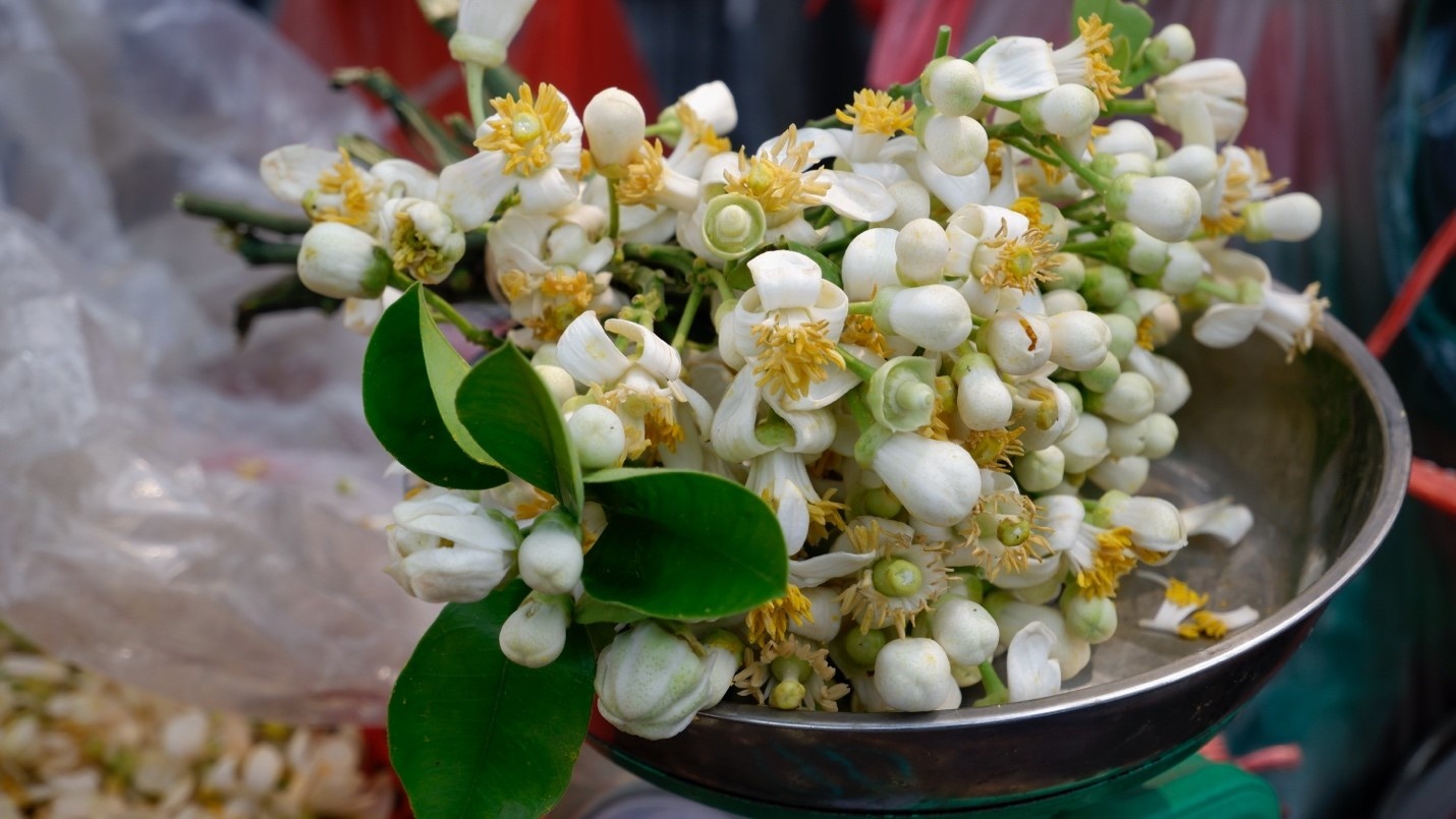 Hoa bưởi tháng 3 gây thương nhớ không chỉ bởi bông trắng nhị vàng mà còn vì hương thơm quyến rũ đầy mê hoặc