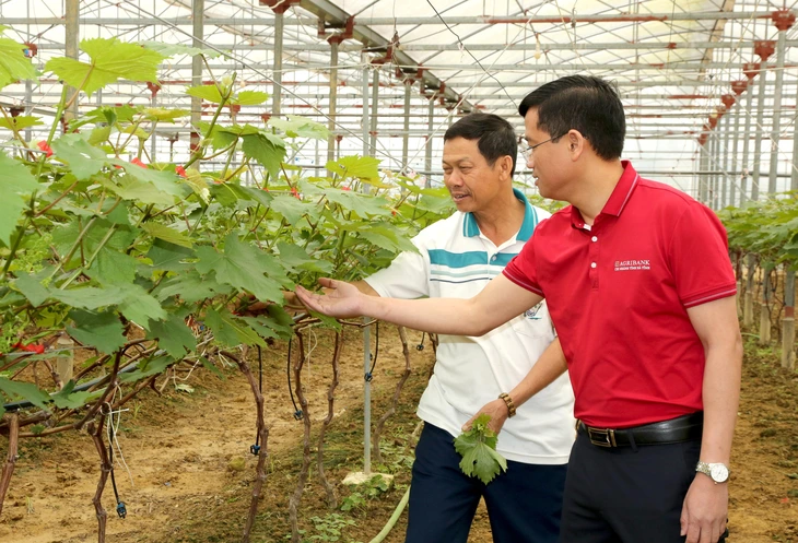 Ông Lê Văn Bình - Giám đốc Hợp tác xã Nga Hải đang trao đổi với lãnh đạo Agribank chi nhánh Hà Tĩnh về vườn nho được trồng từ vốn vay của ngân hàng 