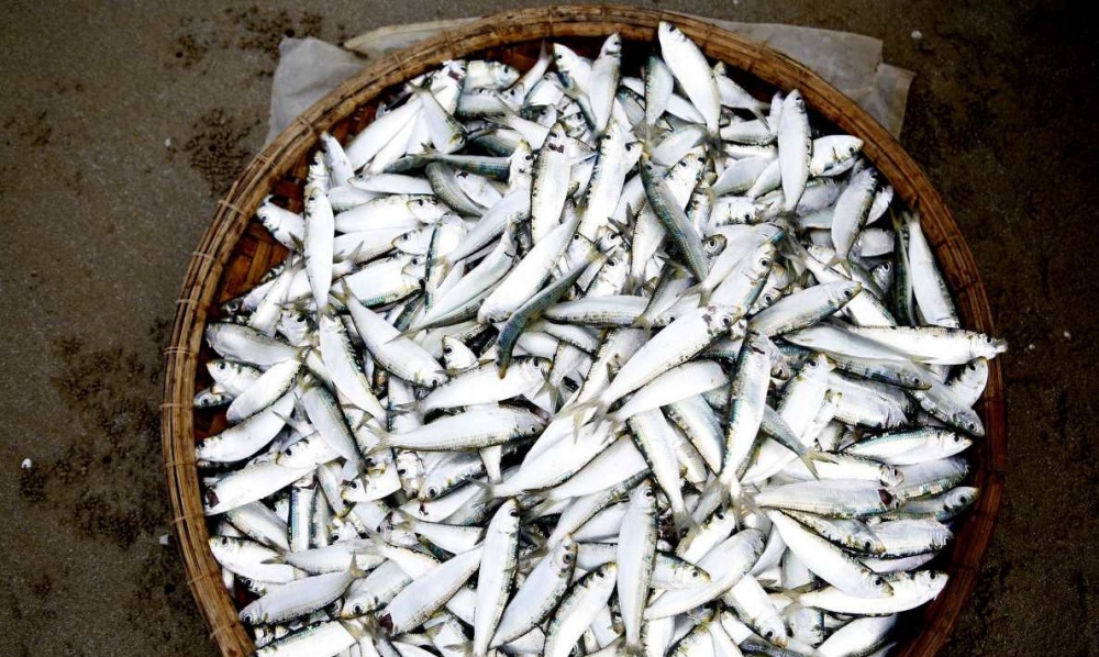 Cá trích sau khi thu gom sẽ được thương lái đến tận bờ biển để thu mua và cung ứng ra thị trường