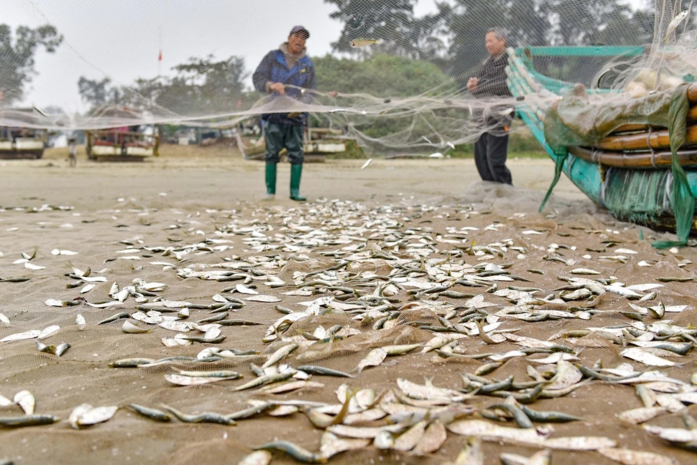 Năm nay được mùa cá trích, nên sau mỗi chuyến ra khơi ngư dân mang về hàng tạ cá.