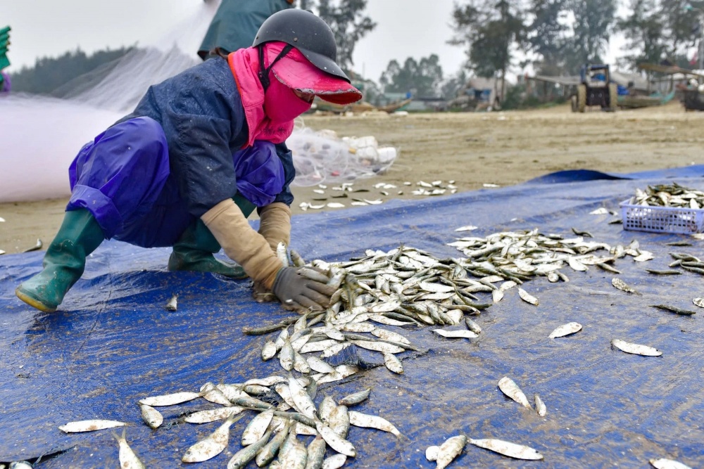 Ngư dân hối hả thu hoạch cá trích sau khi thuyền cập bờ