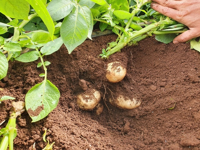 Giống và công nghệ đã thay đổi tập quán canh tác của nông dân, quyết định năng suất cao, giúp nông dân làm giàu