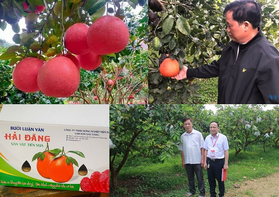 Bưởi Luận Văn đã được UBND tỉnh Thanh Hóa công nhận là sản phẩm OCOP 4 sao