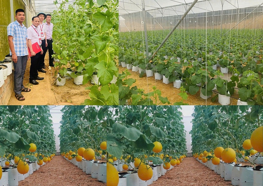 Mô hình trồng dưa vàng trong nhà màng áp dụng công nghệ cao mang lại hiệu quả kinh tế cao