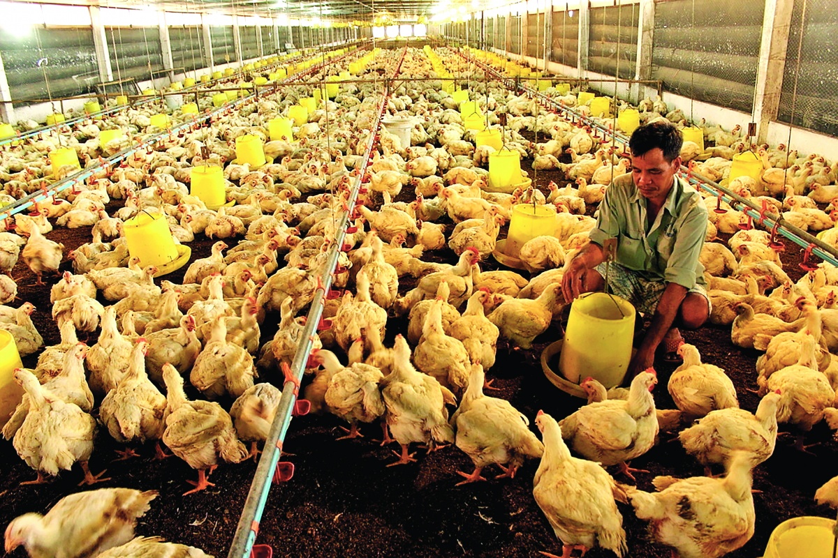 Việt Nam cần thay đổi mô hình phát triển từ “sản xuất gia cầm” sang “kinh tế gia cầm”