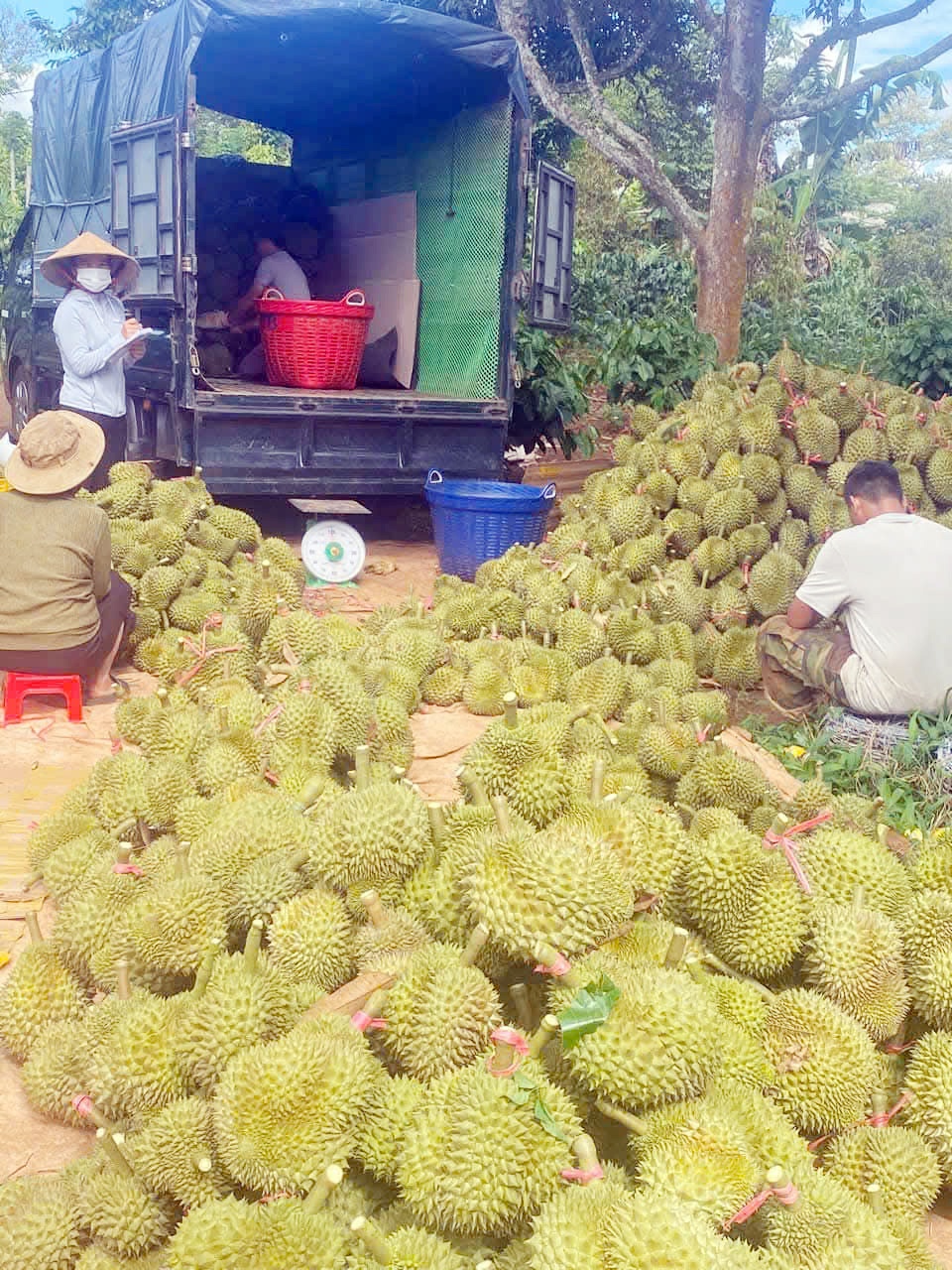 Hướng đi nào cho sầu riêng Đắk Lắk?