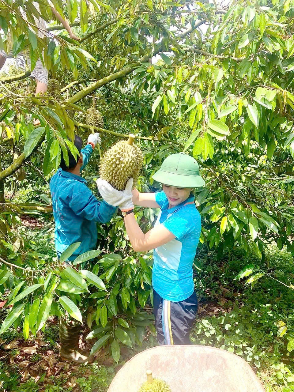 Hướng đi nào cho sầu riêng Đắk Lắk?