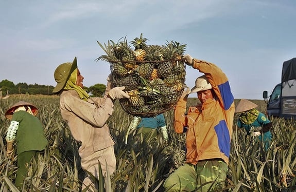 HTX đứng ra làm trung gian ký hợp đồng giữa nông dân và doanh nghiệp chế biến. HTX đứng ra làm trung gian ký hợp đồng giữa nông dân và doanh nghiệp chế biến.