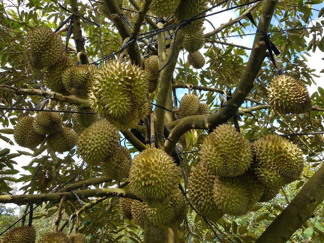 doanh nghiệp cần thay đổi tư duy từ người đi thu mua sang người làm đối tác sản xuất doanh nghiệp cần thay đổi tư duy từ người đi thu mua sang người làm đối tác sản xuất