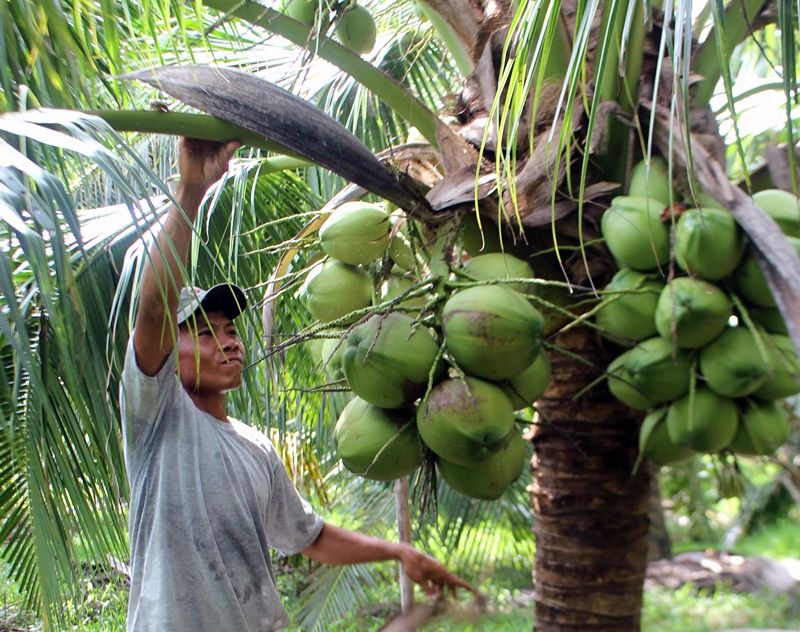 khi thương lái Trung Quốc đẩy giá mua lên cao hơn 10–20% so với giá cam kết trong hợp đồng, nhiều nông dân sẵn sàng phá vỡ thỏa thuận, bán ngoài khi thương lái Trung Quốc đẩy giá mua lên cao hơn 10–20% so với giá cam kết trong hợp đồng, nhiều nông dân sẵn sàng phá vỡ thỏa thuận, bán ngoài