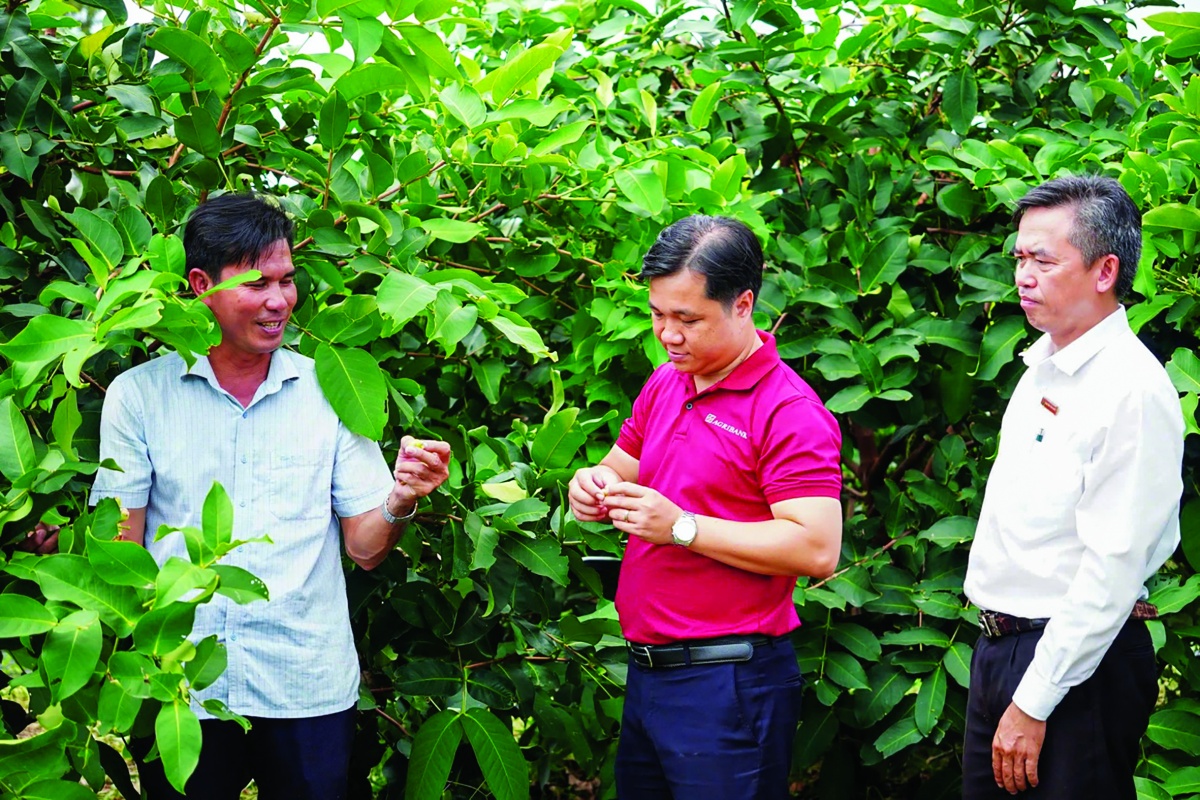 Cán bộ Agribank tham quan khu vườn mận hồng Sân Tiên của anh Trần Văn Phục ở xã Cù Lao Dung 