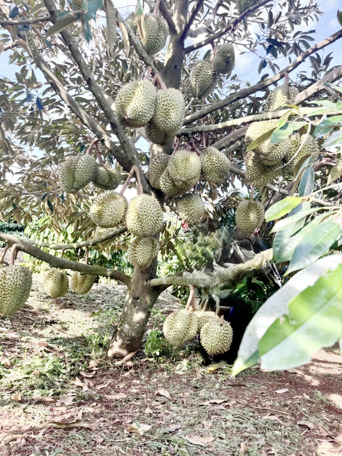 Để sầu riêng Việt vươn tầm quốc gia Để sầu riêng Việt vươn tầm quốc gia