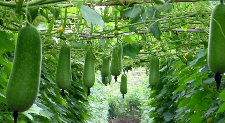 10 công dụng tuyệt vời của trái bí đao 10 công dụng tuyệt vời của trái bí đao