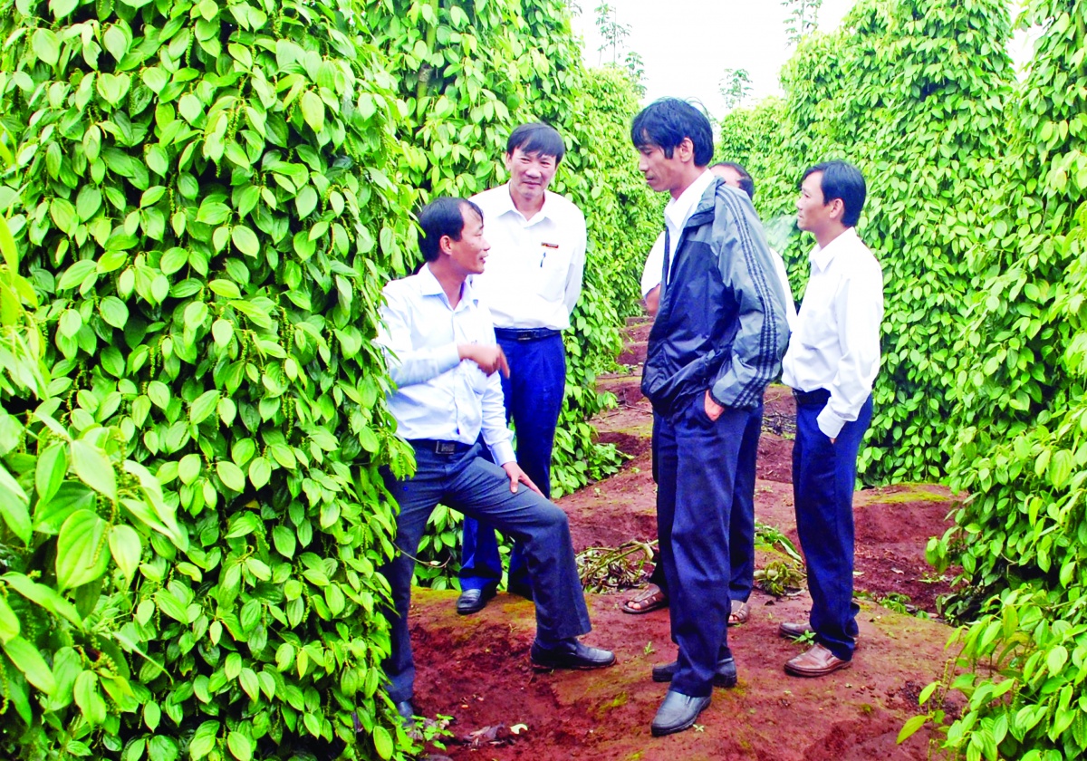 Tác nghiệp tại thủ phủ Hồ tiêu Chư Sê - Gia Lai Tác nghiệp tại thủ phủ Hồ tiêu Chư Sê - Gia Lai