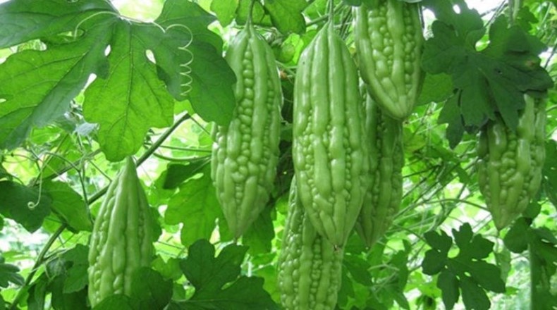 5 loại rau có thể giúp giảm nồng độ axit uric 5 loại rau có thể giúp giảm nồng độ axit uric