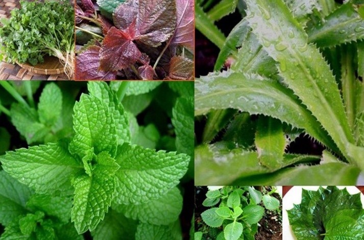 6 loại rau thơm tốt cho sức khoẻ nên ăn thường xuyên 6 loại rau thơm tốt cho sức khoẻ nên ăn thường xuyên