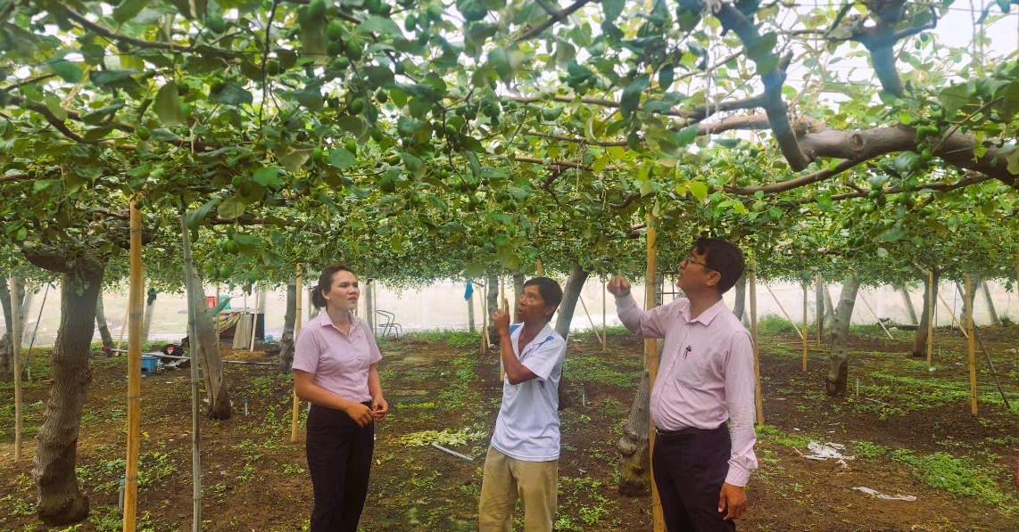 Mô hình vay vốn nuôi dê, trồng táo của ông Dương Đăng Hảo (giữa) xã Vĩnh Hải.