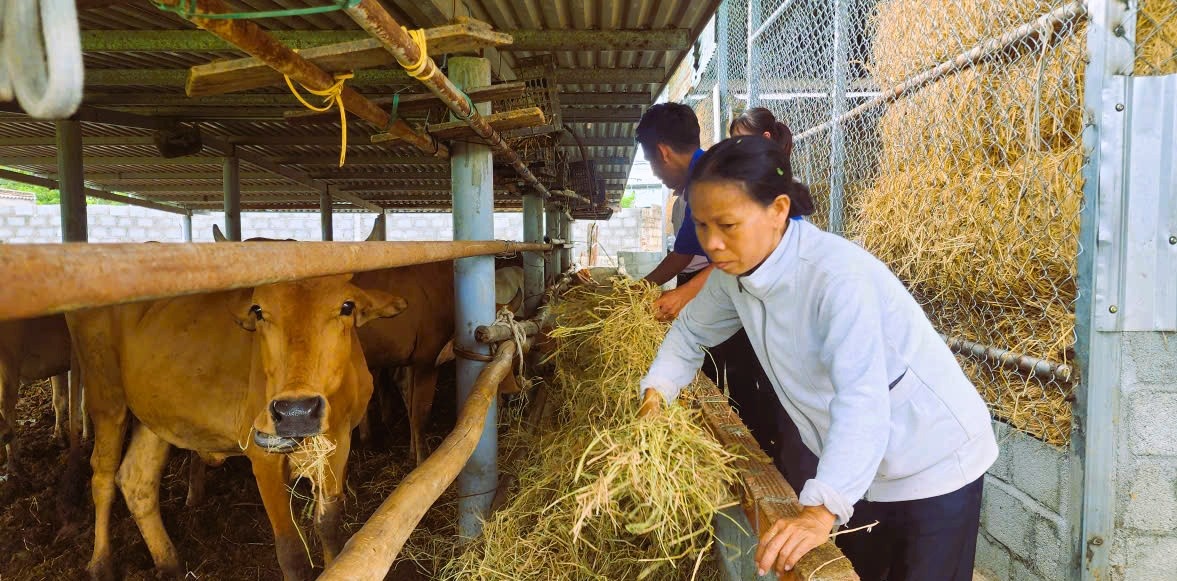 Từ vốn ngân hàng bà Đào Thị Vững có điều kiện đầu tư mô hình chăn nuôi bò, mang lại hiệu quả kinh té caoi.