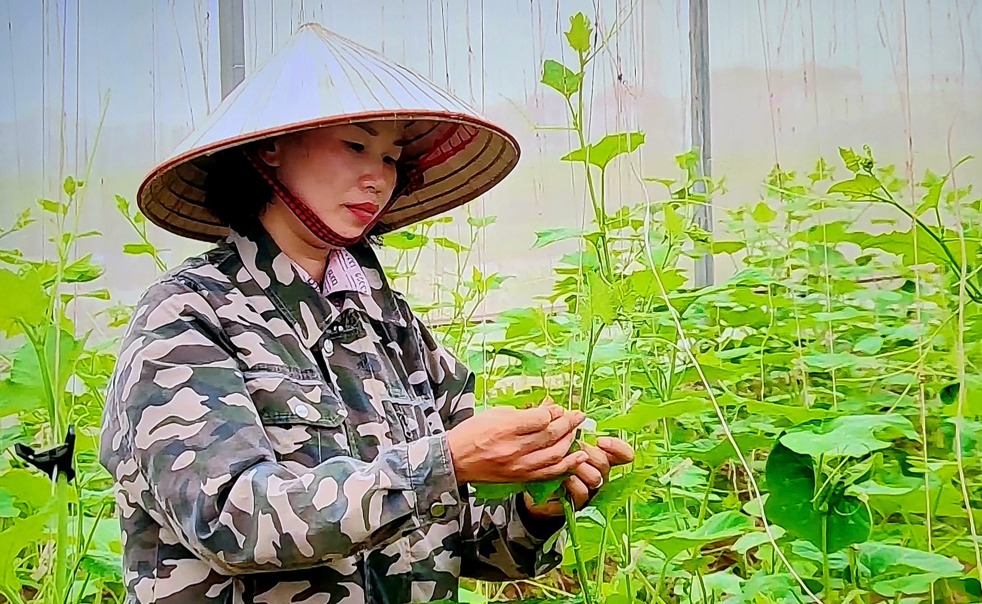 Rau quả xuất khẩu vẫn còn nhiều dư địa Rau quả xuất khẩu vẫn còn nhiều dư địa